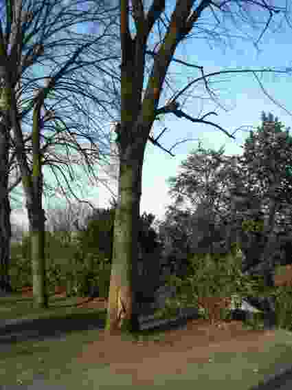 Arbre malade signal&eacute; par l'AAAC et abattu en juillet 2009