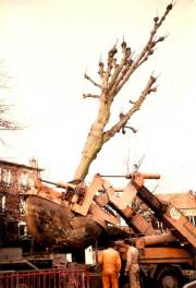 Replantation de tilleuls agés de 60 ans en 1986