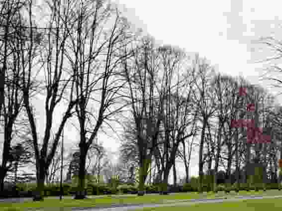 Les traces de l'élagage des années 1970