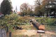 Abattage de 21 arbres