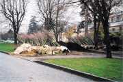 stockage des arbres en attente de plantation